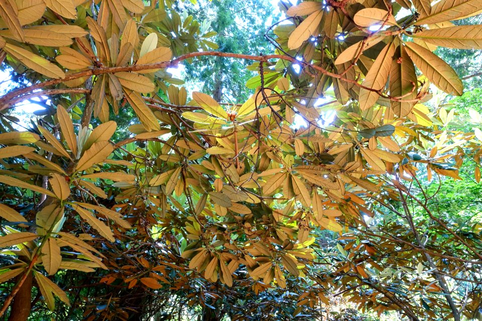 Rhododendron coriaceum - UBC Botanical Garden - Vancouver, Canada - DSC07932