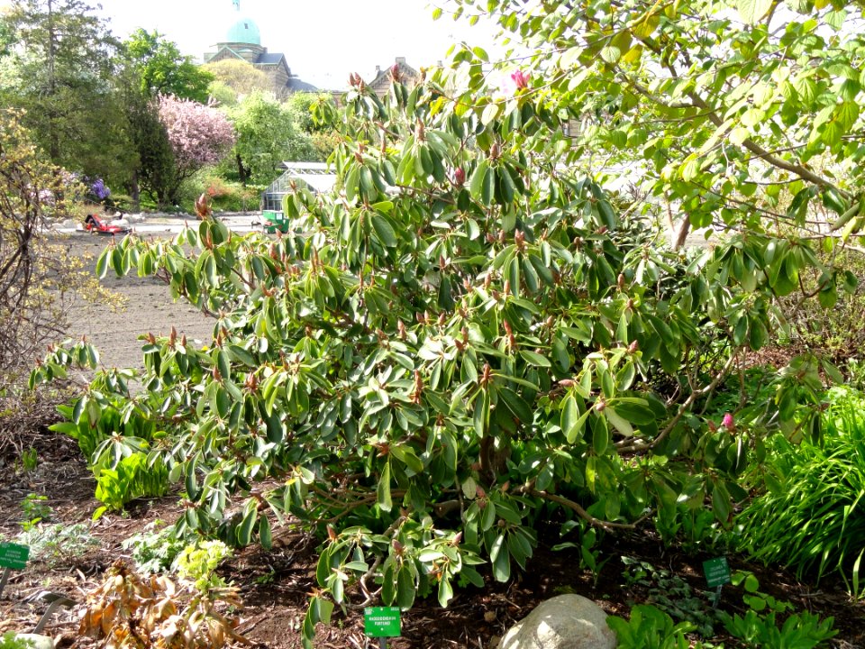 Rhododendron fortunei - University of Copenhagen Botanical Garden - DSC07563