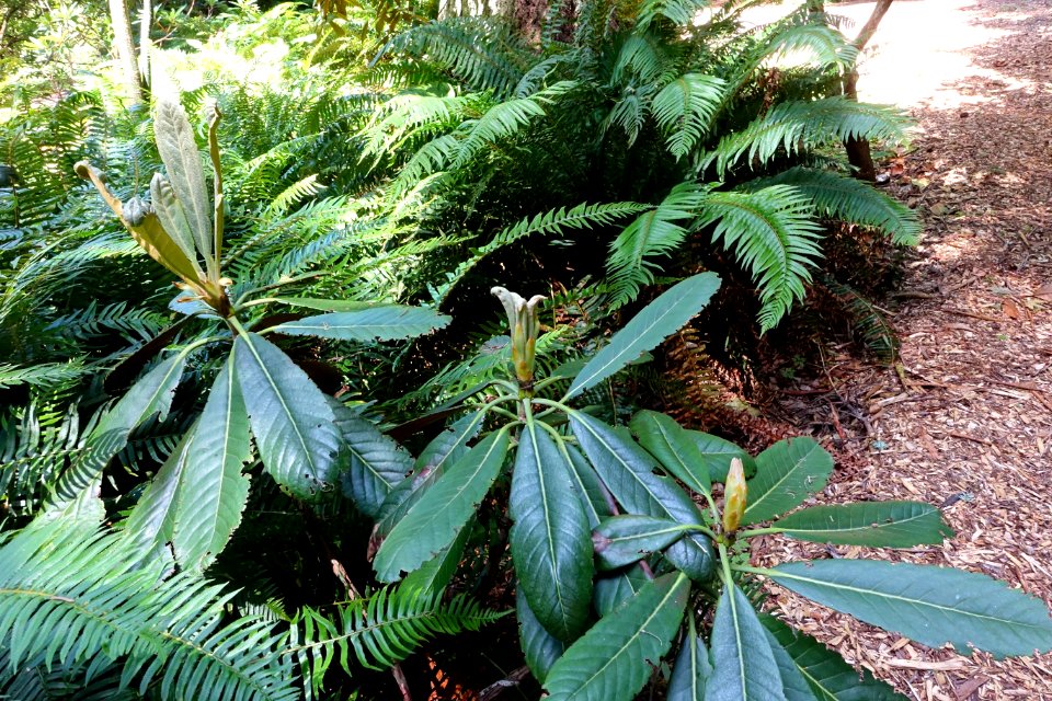 Rhododendron hodgsonii - UBC Botanical Garden - Vancouver, Canada - DSC07964