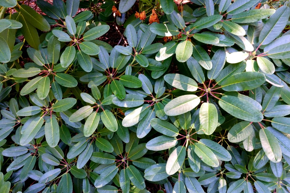 Rhododendron campylocarpum - VanDusen Botanical Garden - Vancouver, BC - DSC06921