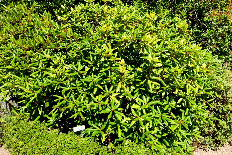 Rhododendron carolinianum - Asticou Azalea Garden - Northeast Harbor, Maine - DSC03681