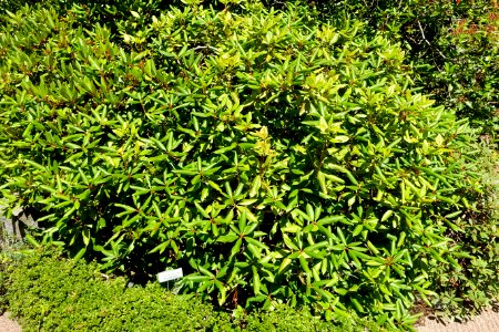 Rhododendron carolinianum - Asticou Azalea Garden - Northeast Harbor, Maine - DSC03681