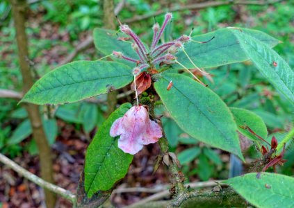 Rhododendron glischrum subsp. rude - RHS Garden Harlow Carr - North Yorkshire, England - DSC01255