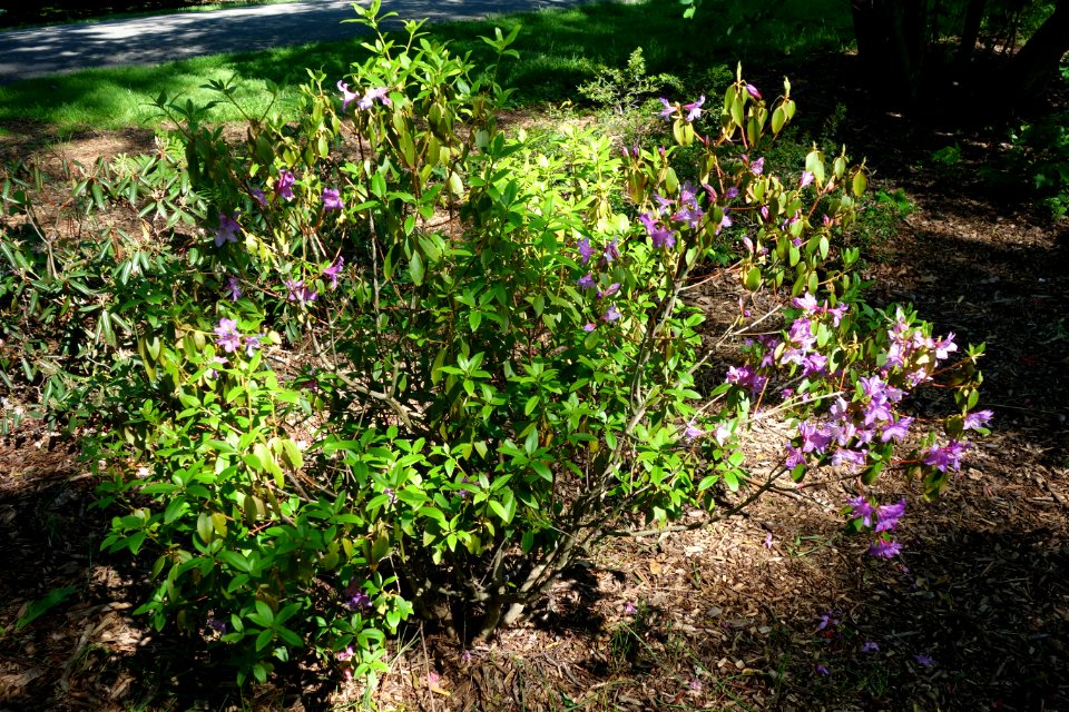 Rhododendron capitatum - Arnold Arboretum - DSC06635