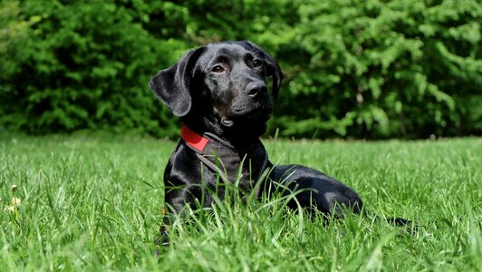 Black dog hybrid nose photo