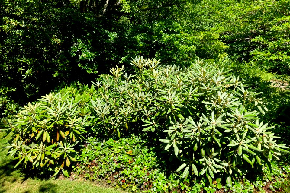 Rhododendron - Asticou Azalea Garden - Northeast Harbor, Maine - DSC03642