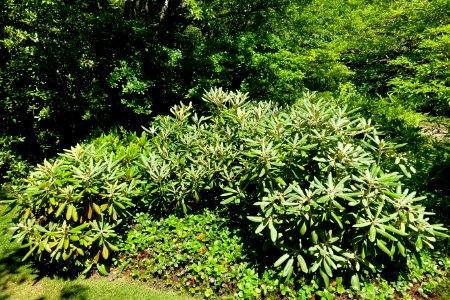 Rhododendron - Asticou Azalea Garden - Northeast Harbor, Maine - DSC03642