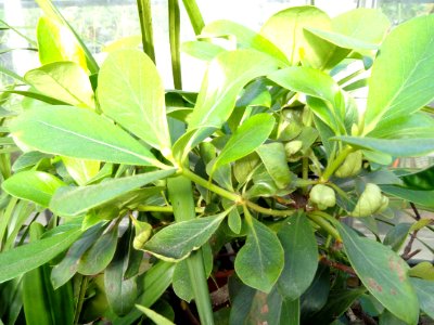 Rhododendron goodenoughii - Lyman Plant House, Smith College - DSC04419