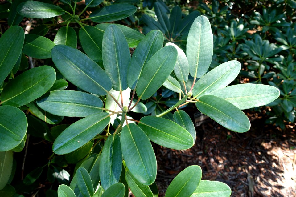 Rhododendron campylocarpum - VanDusen Botanical Garden - Vancouver, BC - DSC06922