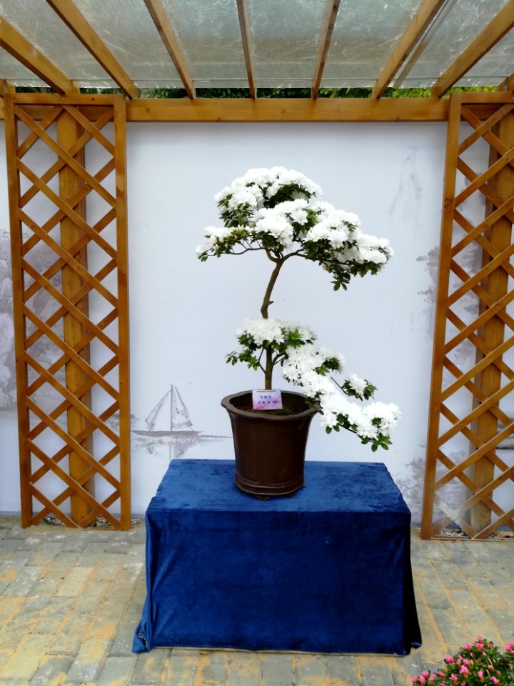 Rhododendron in Mount Wutong of Shenzhen, picture6