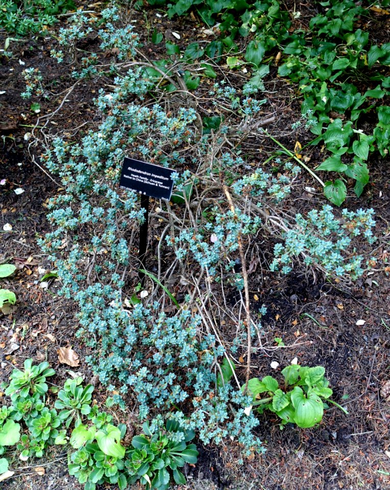 Rhododendron impeditum - VanDusen Botanical Garden - Vancouver, BC - DSC06799