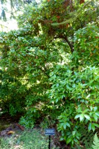 Rhododendron intricatum - VanDusen Botanical Garden - Vancouver, BC - DSC07113