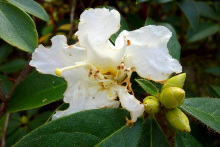 Rhododendron johnstoneanum - Mendocino Coast Botanical Gardens - DSC02221