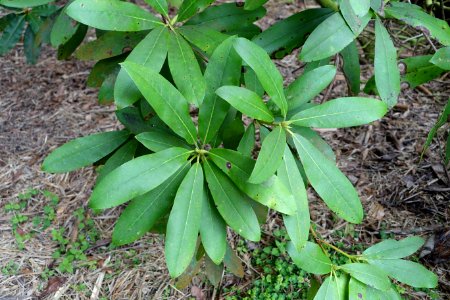 Rhododendron imberbe - Trebah Garden - Cornwall, England - DSC01414