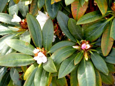 Rhododendron aberrans - University of Copenhagen Botanical Garden - DSC07583