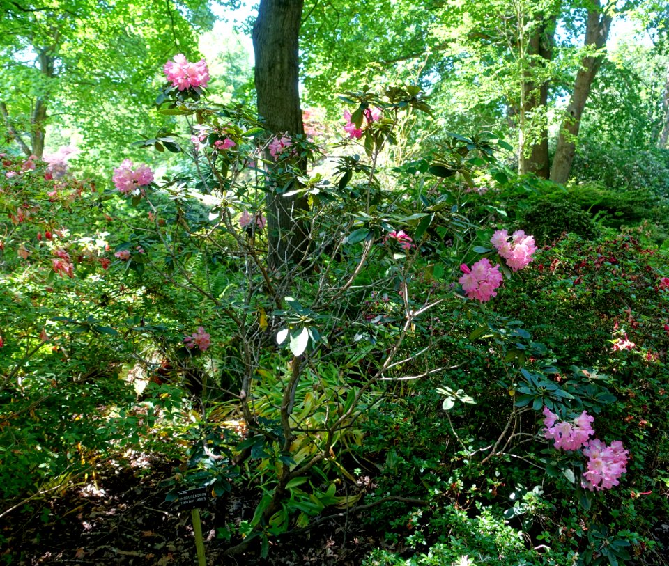 Rhododendron 'Timothy James' - Savill Garden - Windsor Great Park, England - DSC06196