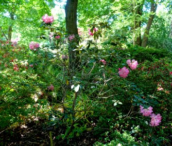 Rhododendron 'Timothy James' - Savill Garden - Windsor Great Park, England - DSC06196