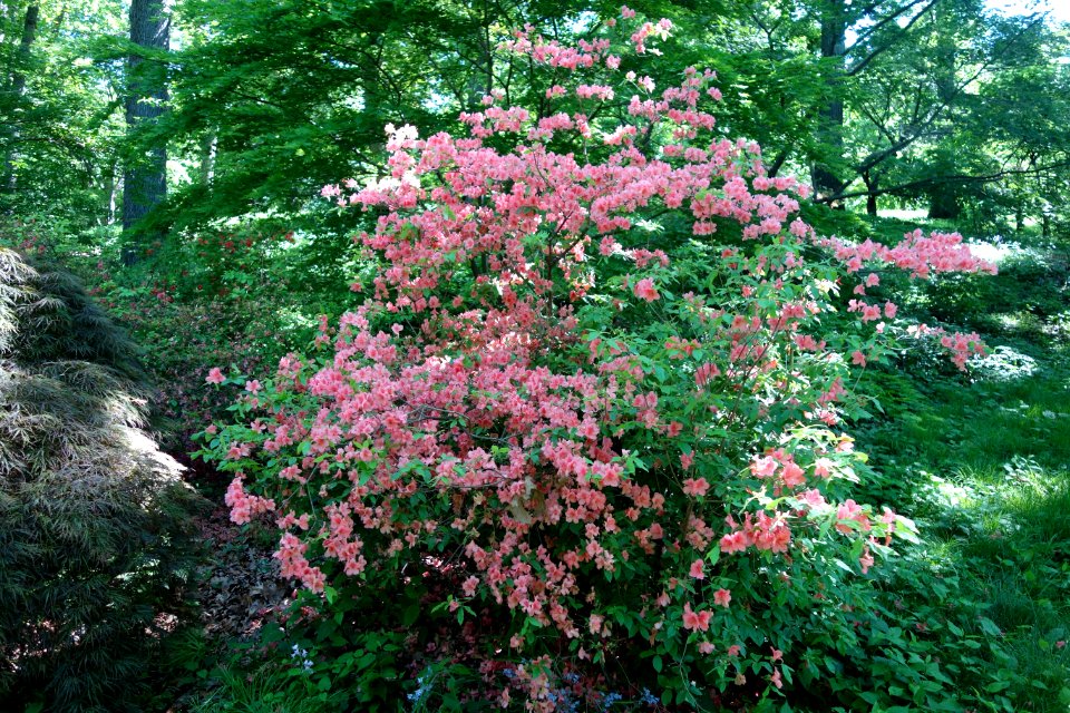 Rhododendron kaempferi - Arnold Arboretum - DSC06708