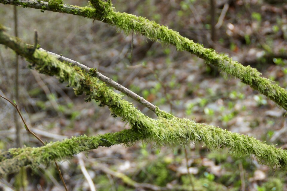 Moss nature close up