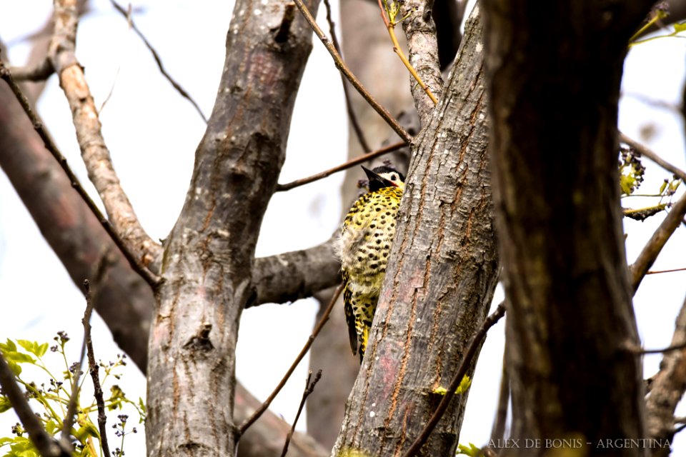 Reserva Ecológica Costanera Sur 247 09 2016 (177469707)