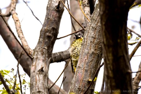 Reserva Ecológica Costanera Sur 247 09 2016 (177469707)