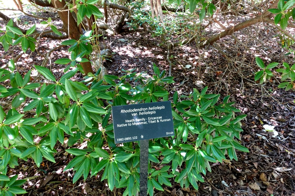 Rhododendron heliolepis - VanDusen Botanical Garden - Vancouver, BC - DSC07315