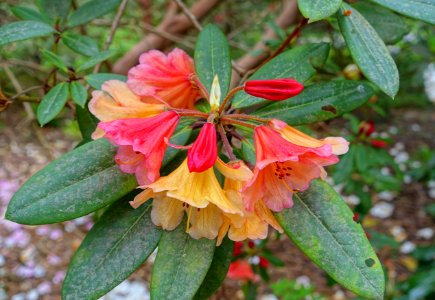Rhododendron 'Icarus' - Hillier Gardens - Romsey, Hampshire, England - DSC04959