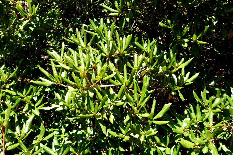 Rhododendron heliolepis - VanDusen Botanical Garden - Vancouver, BC - DSC07319