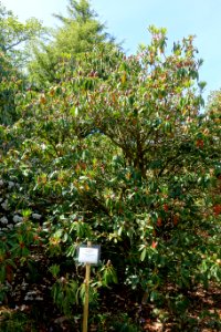 Rhododendron decorum - Caerhayes Castle gardens - Cornwall, England - DSC03035