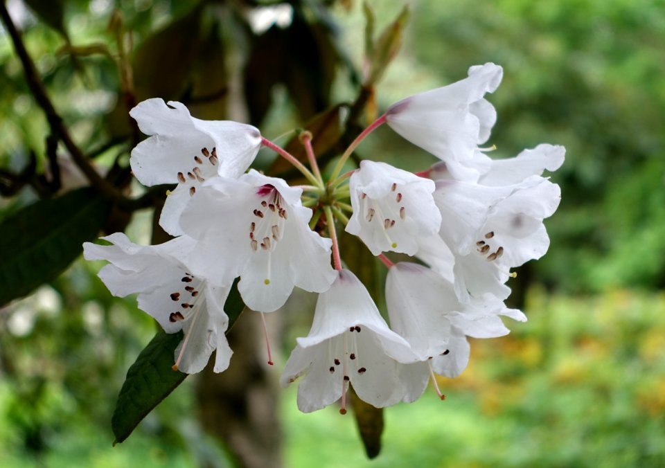 Rhododendron galactinum - RHS Garden Harlow Carr - North Yorkshire, England - DSC01132