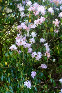 Rhododendron davidsonianum - Caerhayes Castle gardens - Cornwall, England - DSC03259