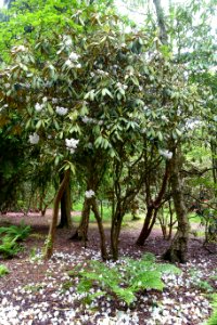 Rhododendron galactinum - RHS Garden Harlow Carr - North Yorkshire, England - DSC01136