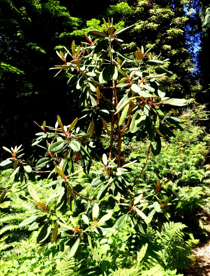Rhododendron falconeri - UBC Botanical Garden - Vancouver, Canada - DSC07988