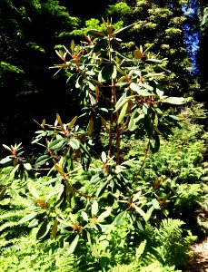 Rhododendron falconeri - UBC Botanical Garden - Vancouver, Canada - DSC07988