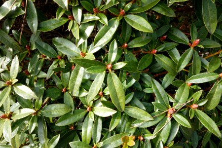 Rhododendron ciliicalyx subsp. lyi (Rhododendron lyi) - Mendocino Coast Botanical Gardens - DSC02195
