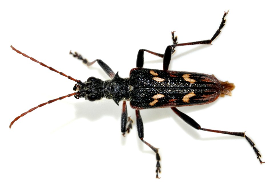 Rhagium-bifasciatum-05-fws