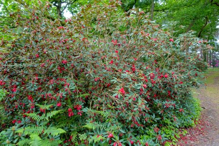 Rhododendron haematodes - Hillier Gardens - Romsey, Hampshire, England - DSC04849