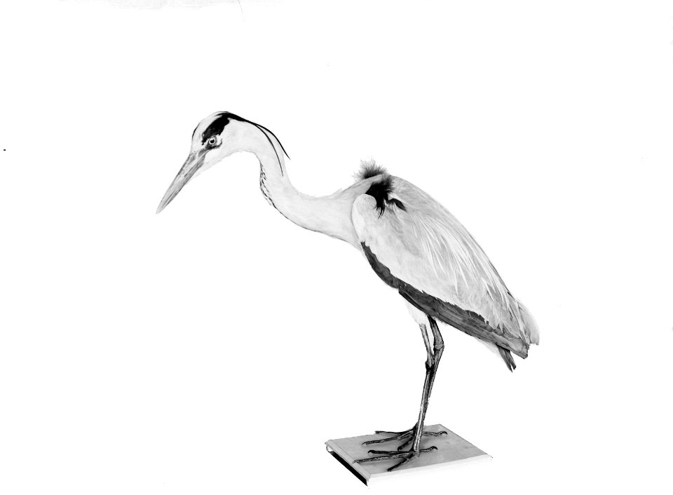 Reproducties, vogels, reiger, Bestanddeelnr 253-6901