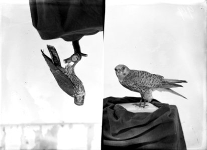 Reproducties, vogels, torenvalk, boomvalk, Bestanddeelnr 253-6897