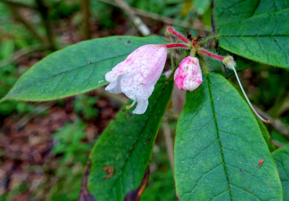 Rhododendron glischrum subsp. rude - RHS Garden Harlow Carr - North Yorkshire, England - DSC01250