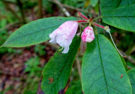 Rhododendron glischrum subsp. rude - RHS Garden Harlow Carr - North Yorkshire, England - DSC01250