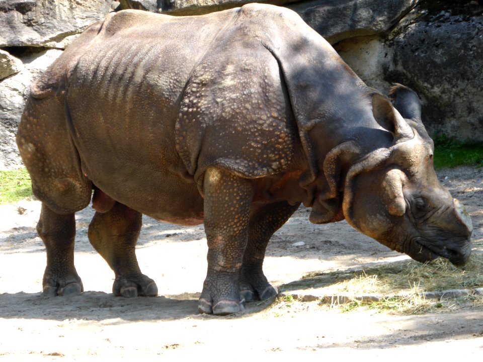 Rhinoceros-unicornis-1