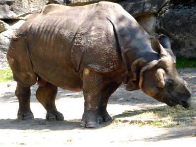 Rhinoceros-unicornis-1