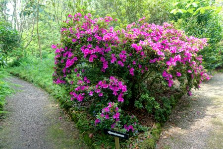 Rhododendron - Trewidden Garden - Cornwall, England - DSC02224