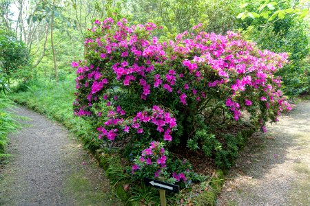 Rhododendron - Trewidden Garden - Cornwall, England - DSC02224 photo