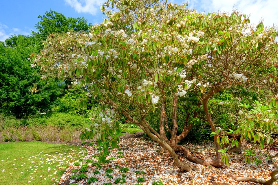 Rhododendron 'King George' - Savill Garden - Windsor Great Park, England - DSC06392