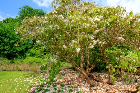 Rhododendron 'King George' - Savill Garden - Windsor Great Park, England - DSC06392