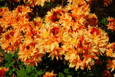 Rhododendron (unknown azalea) - Stanley M. Rowe Arboretum - DSC03500