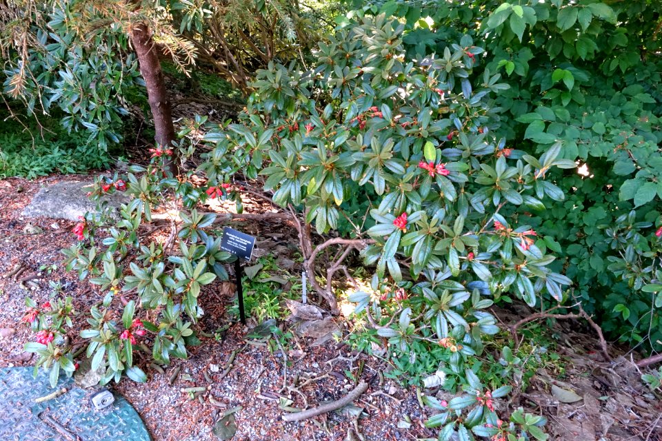 Rhododendron haematodes - VanDusen Botanical Garden - Vancouver, BC - DSC07067
