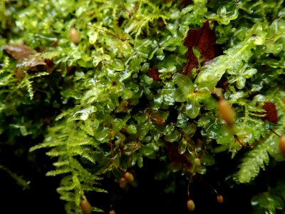 Rhizomnium glabrescens 64905042